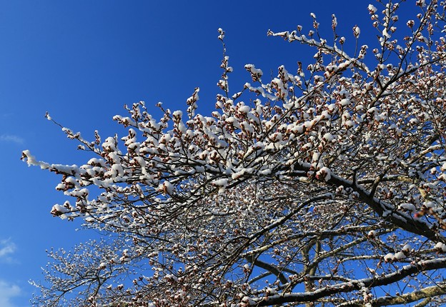 写真: 満開の雪桜のように