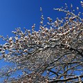 写真: 満開の雪桜のように