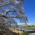 白石川の桜絶景
