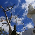写真: 大島灯台と枯れ木