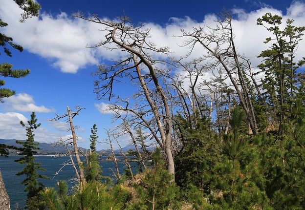 写真: 熱風で枯れた樹木