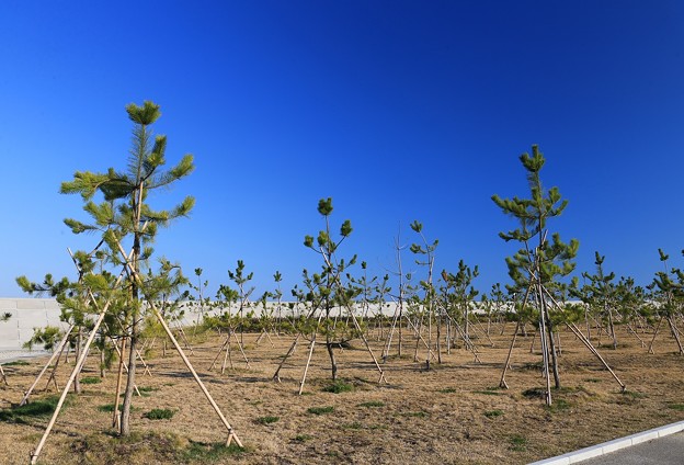 写真: 植樹された防風林
