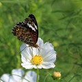 写真: 吉野ヶ里を舞う蝶