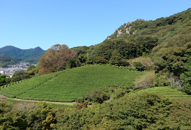写真: 武雄の茶畑