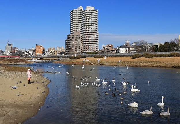 写真: 広瀬川に集う野鳥