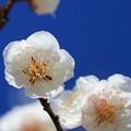 写真: 白梅の美しさ