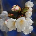 写真: 桜の美々しさ