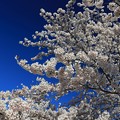 写真: 青空と桜美と