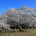 写真: 桜の満開宣言