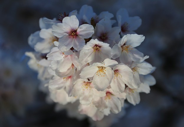 写真: 桜の詩