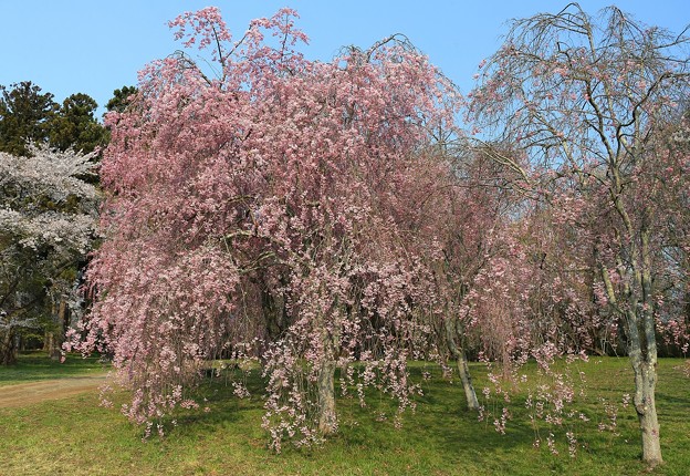 写真: 枝垂れ桜の美しさ