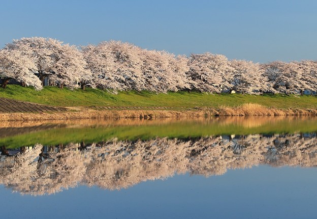 写真: 白石川堤の桜