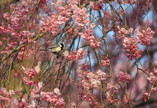 写真: 桜は野鳥の楽園