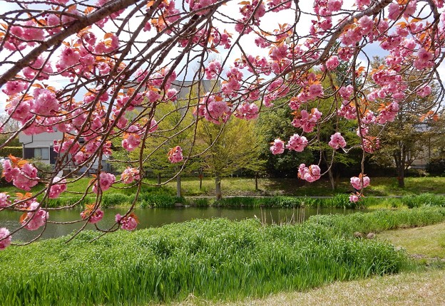 写真: 八重桜咲く天沼公園