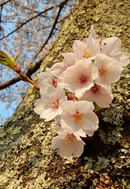 写真: 幹　桜