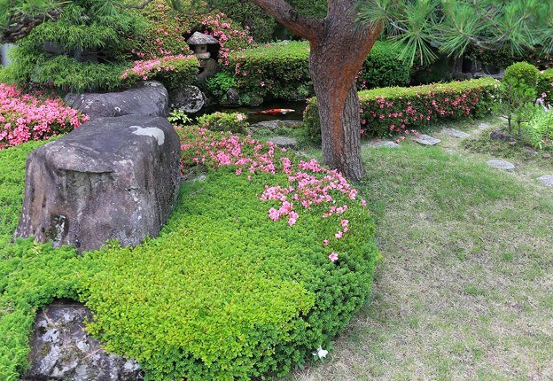 写真: サツキ咲く庭