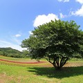 写真: お花畑の大きな木
