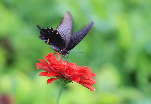 写真: アゲハ蝶と百日草
