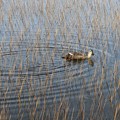 Photos: 池塘を泳ぐ鳥