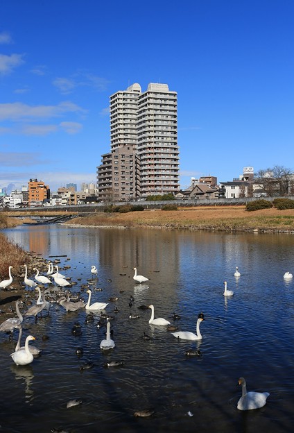 写真: 白鳥渡来の広瀬川