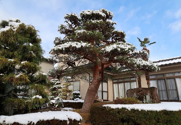 写真: 雪化粧の赤松