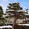 Photos: 雪化粧の赤松