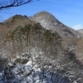 Photos: 冬の森