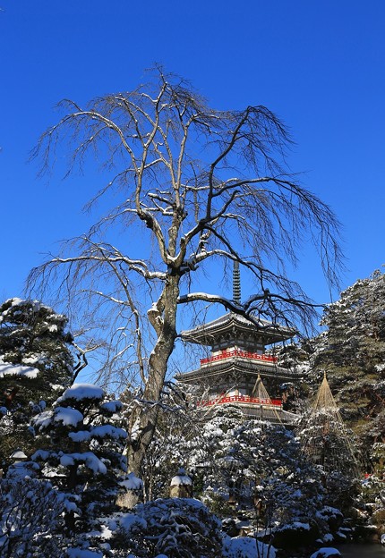 Photos: 三重塔の雪景色