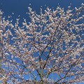 Photos: 三神峯の丘桜
