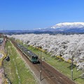 写真: 壮美な桜絶景