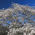 Photos: 満開の桜