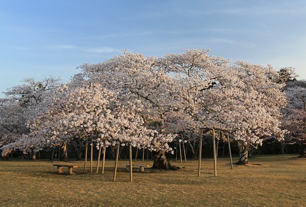 写真: 桜の巨木
