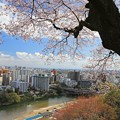 Photos: 杜の都を見下ろす桜
