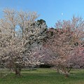 Photos: 朝陽に輝く桜