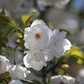 写真: シロタエの桜