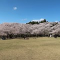 Photos: 桜の下の演奏