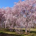 Photos: 三神峯枝垂れ桜