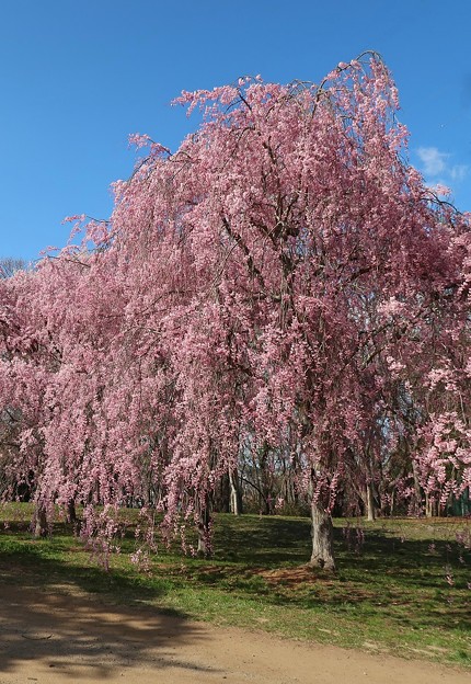 写真: 満開の枝垂れ桜