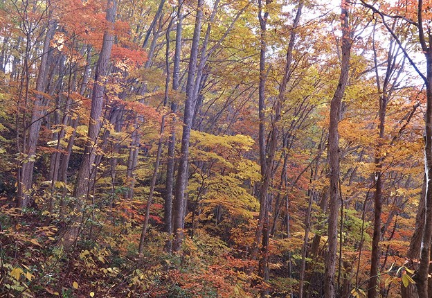 写真: 秋彩の森