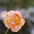 写真: 雪に咲く薔薇