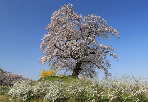 写真: 一本桜の巨木