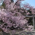 写真: 金蛇水神社に桜咲く