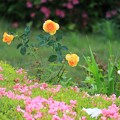 Photos: 薔薇咲く庭