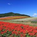 Photos: 高原の丘は花盛り