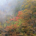 Photos: 霧に霞む紅葉