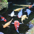 Photos: 庭池の鯉