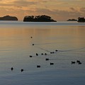 早朝の松島の渚