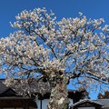 Photos: 寺院に咲く白梅