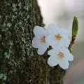 Photos: 幹　桜
