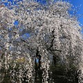 写真: 船岡城址の桜